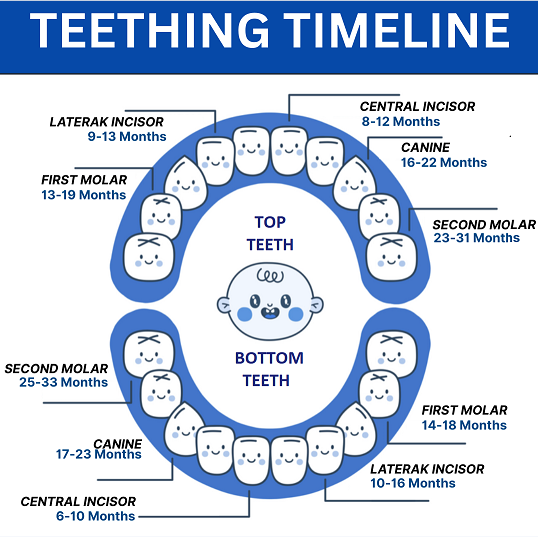 TEETHING TIMELINE - All in one dental Clinic Canning Vale